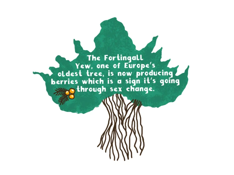 Illustrated infographic Visit Scotland fact10 by Kati Lacey freelance illustrator