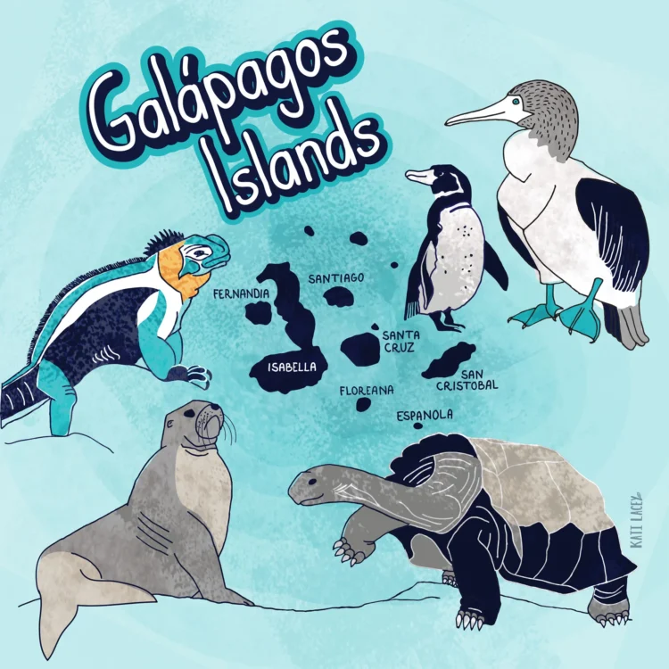 Island map illustration of Galapagos islands by Kati Lacey map illustrator