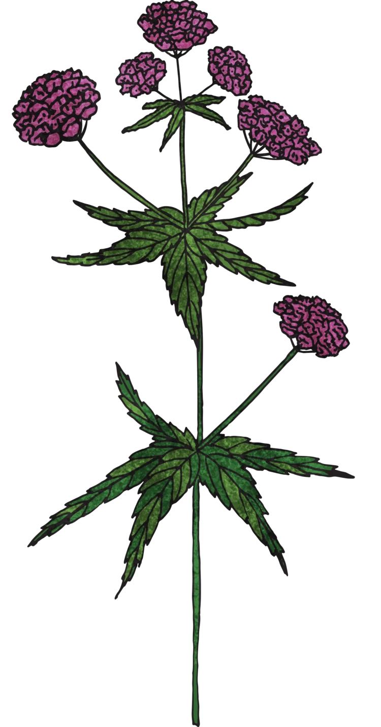 Non fiction botanical illustration Hemp agrimony by Kati Lacey Freelance Illustrator