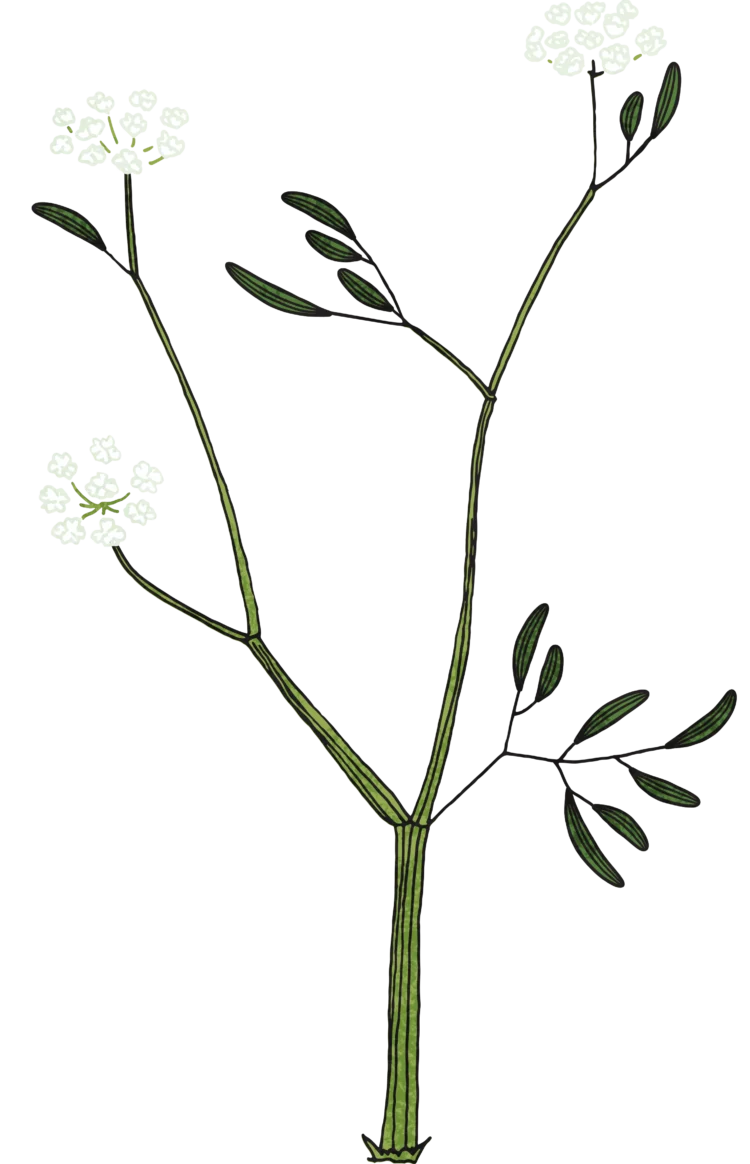 Non fiction botanical illustration Parsley Water dropwart by Kati Lacey Freelance Illustrator
