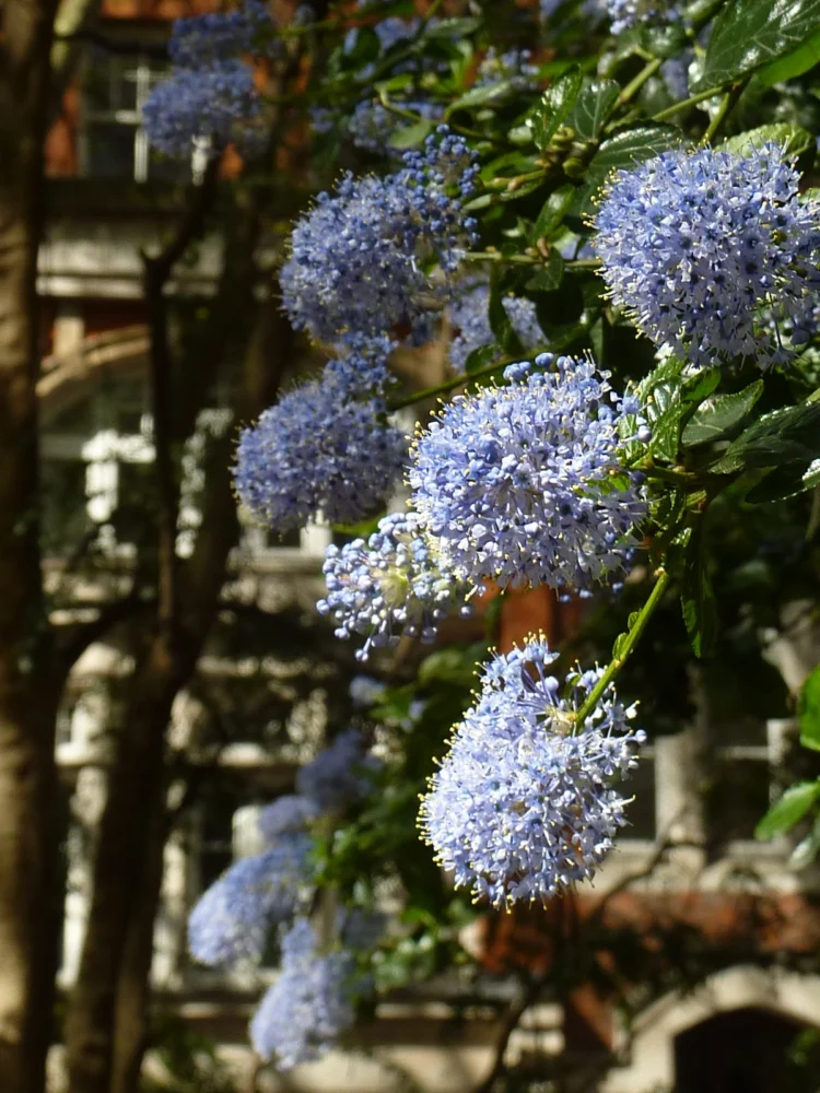 Postmans Park Flowers