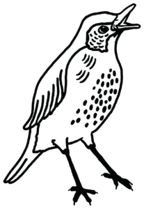 Thrush2